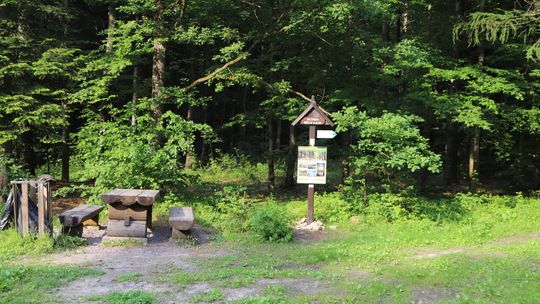 Oto najwyższa góra na Mazowszu. Z Radomia dojedziesz tam w niecałą godzinę