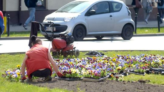 Ozdobią miasto kwiatami za prawie 380 tys. zł