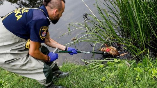 Padło stado kaczek. Wina człowieka?