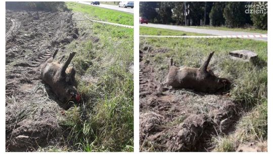Padły dzik w Radomiu. Wypadek czy ASF?