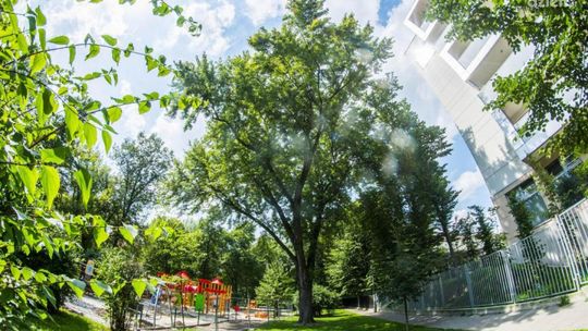 Park Planty. Drzewo pomnikiem nie będzie
