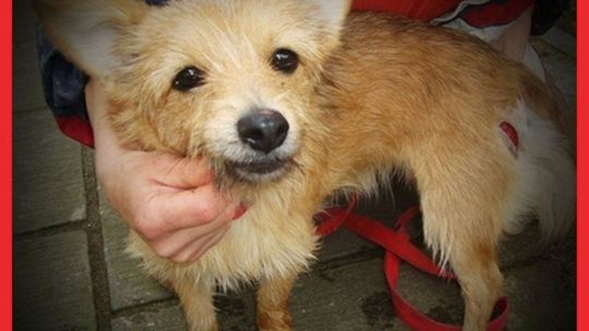 Październikowa akcja pomocy bezdomnym zwierzętom!