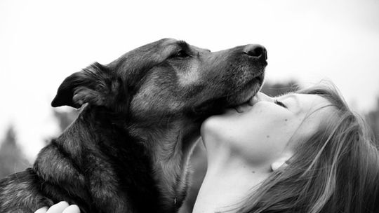 Petsitter: czym się zajmuje, jakie usługi oferuje?