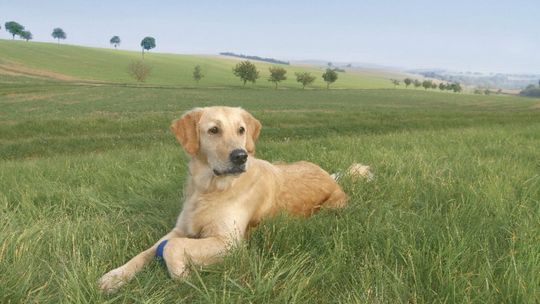 Petsitter - praca na wakacje