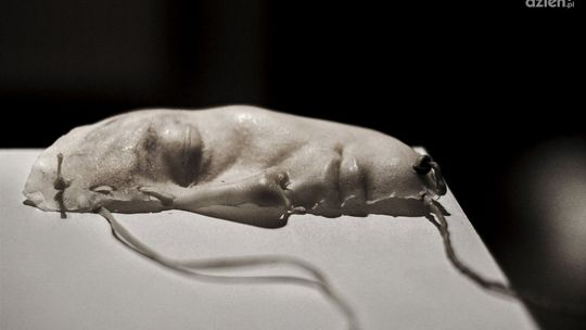 Piękno wg Magdaleny Karłowicz