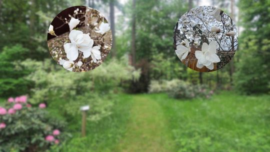 Piękny spektakl w lesie w regionie radomskim. Królować będą magnolie!