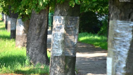 Pieniądze wydane, a kasztanowce zniszczone jak co roku