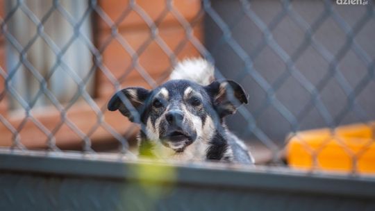 Pierwsza pomoc dla psa w czasie upałów