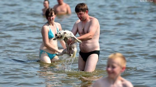 Pies na plaży - za to grozi mandat!
