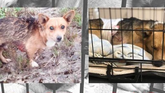 Pies nadziany na widły. Szukają sprawcy, jest nagroda