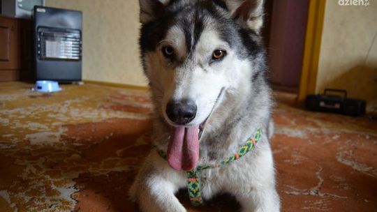 Pies - terapeuta jakich mało