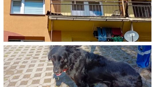 Pies zamknięty na balkonie bez wody i jedzenia. Interweniowała straż