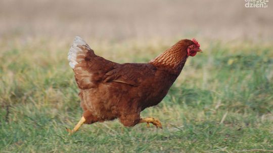 Pijany pojechał... po kurę