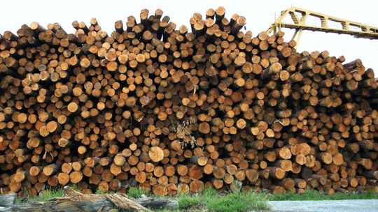 Pilarki tarczowe czy wielopiły? Które urządzenie lepiej sprawdzi się w Twoim tartaku?