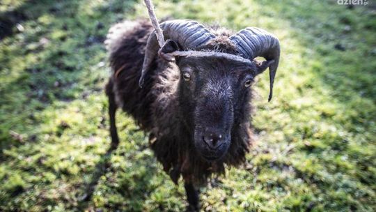 Pilnie poszukiwany właściciel barana