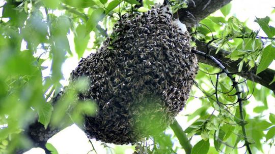 Pionkowski Dzień Pszczoły po raz drugi