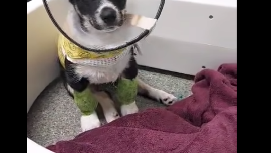 Piorun w trakcie rehabilitacji. Oprawca stanął przed sądem