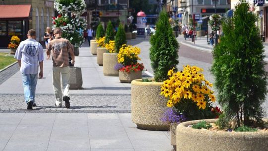 Plaga kradzieży kwiatów w centrum miasta!