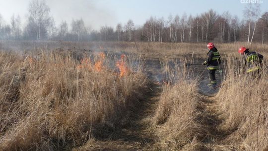 Plaga pożarów traw w Radomiu i okolicach