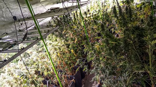 Plantacja marihuany koło Grójca zlikwidowana