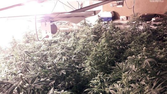 Plantacja marihuany zlikwidowana