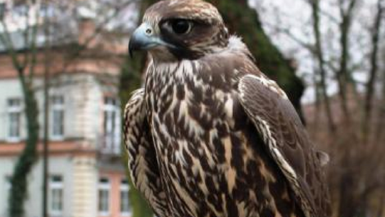 Płoszenie ptaków. Krytyka ornitologa