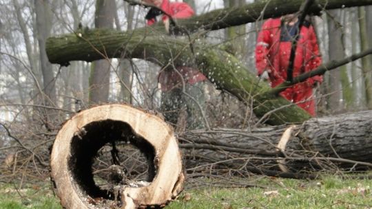 Po co ta wycinka? Rzecznik ZUK wyjaśnia