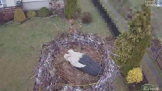 Podglądaj bociany przez całą dobę [wideo]