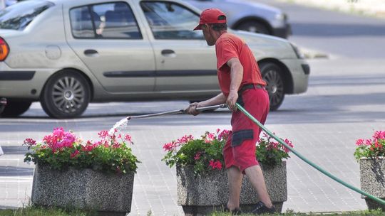 Podlewają miejskie klomby w samo południe