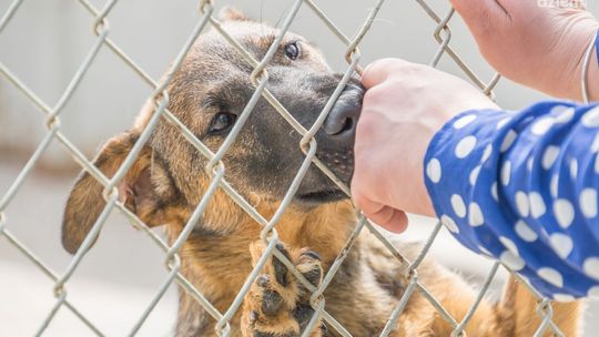 "Pokochaj mnie". One na Ciebie czekają