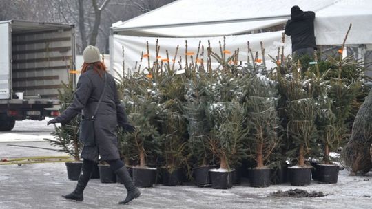 Pół tysiąca choinek do rozdania