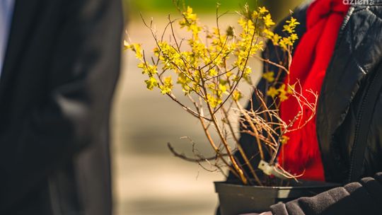 Pół tysiąca drzew i krzewy