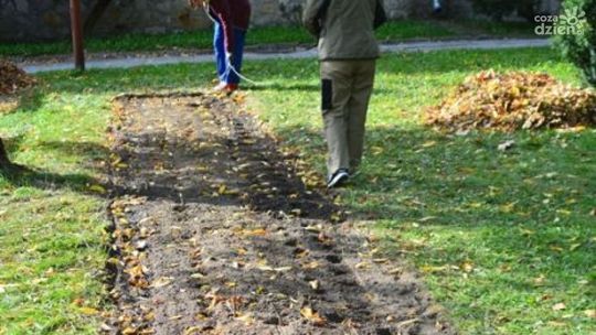 Pola Nadziei zakwitną żonkilami