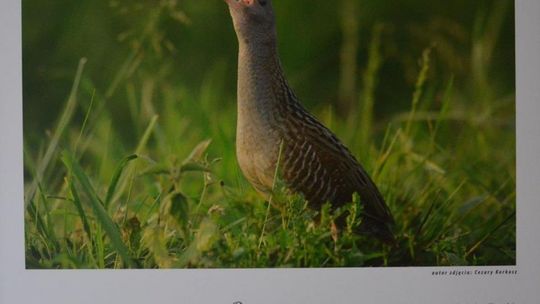 Pola tętniące życiem w radomskim muzeum
