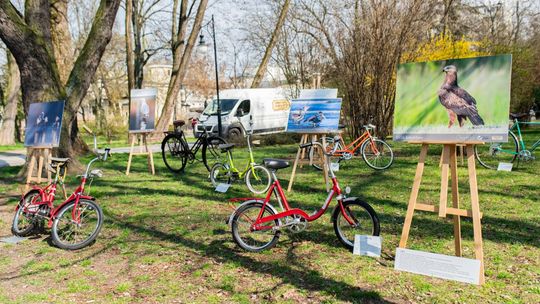 Połączenie rowerów z ptakami. Niecodzienna wystawa w Parku Kościuszki
