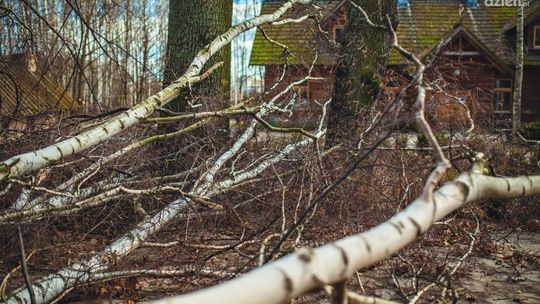 Połamane drzewa w skansenie. Muzeum Wsi Radomskiej będzie nieczynne