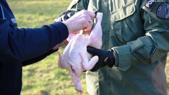Policja pokazała, jak niebezpieczne są fajerwerki