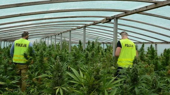 Policja zlikwidowała plantację konopi