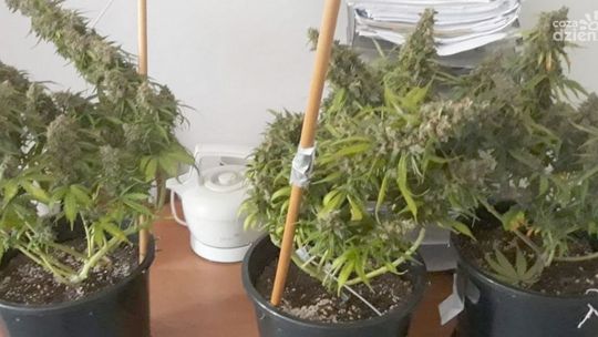 Policjanci odkryli nielegalną hodowlę marihuany