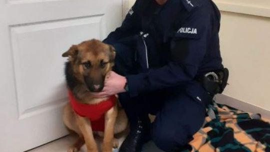 Policjanci przygarnęli porzuconego psa 