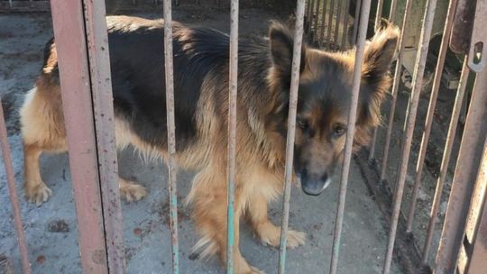 Policjanci z Białobrzegów odnaleźli właściciela zaginionego psa