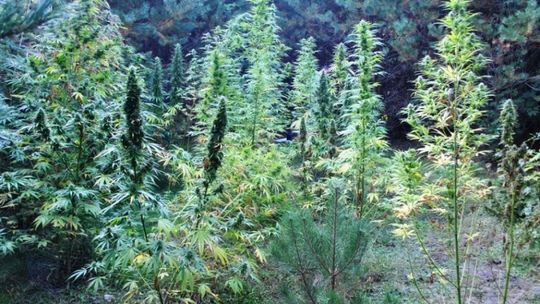 Policjanci zlikwidowali plantację konopi pod Przysuchą