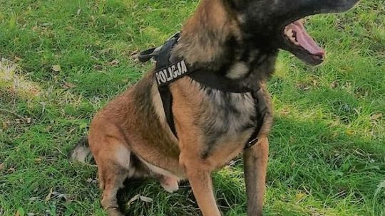 Policyjny Ibed odnalazł 67-latkę 