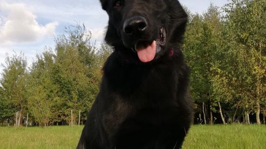 Policyjny pies odnalazł zaginionego