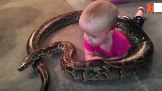 Półtoraroczny chłopiec zagryzł jadowitego węża.