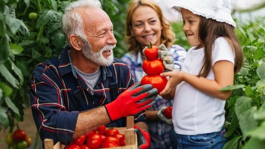 Pomidor Malinowy - Sadzonka, którą Musisz Wypróbować!