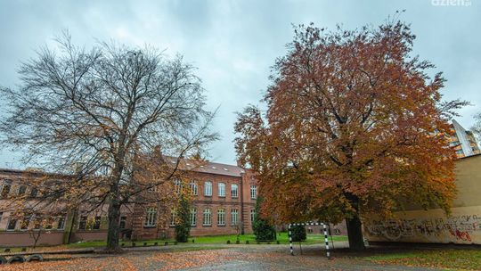 Pomniki przyrody w Radomiu (zdjęcia)