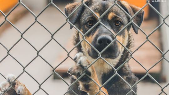 Pomoc dla schroniska