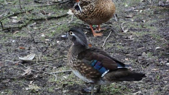 Pomór kaczek w Starym Ogrodzie. Pomór kaczek w Starym Ogrodzie.