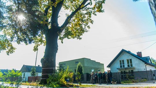 Ponad 200-letni dąb z Wałsnowa do wycinki. Mieszkańcy protestują